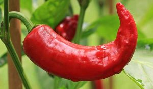 chilli